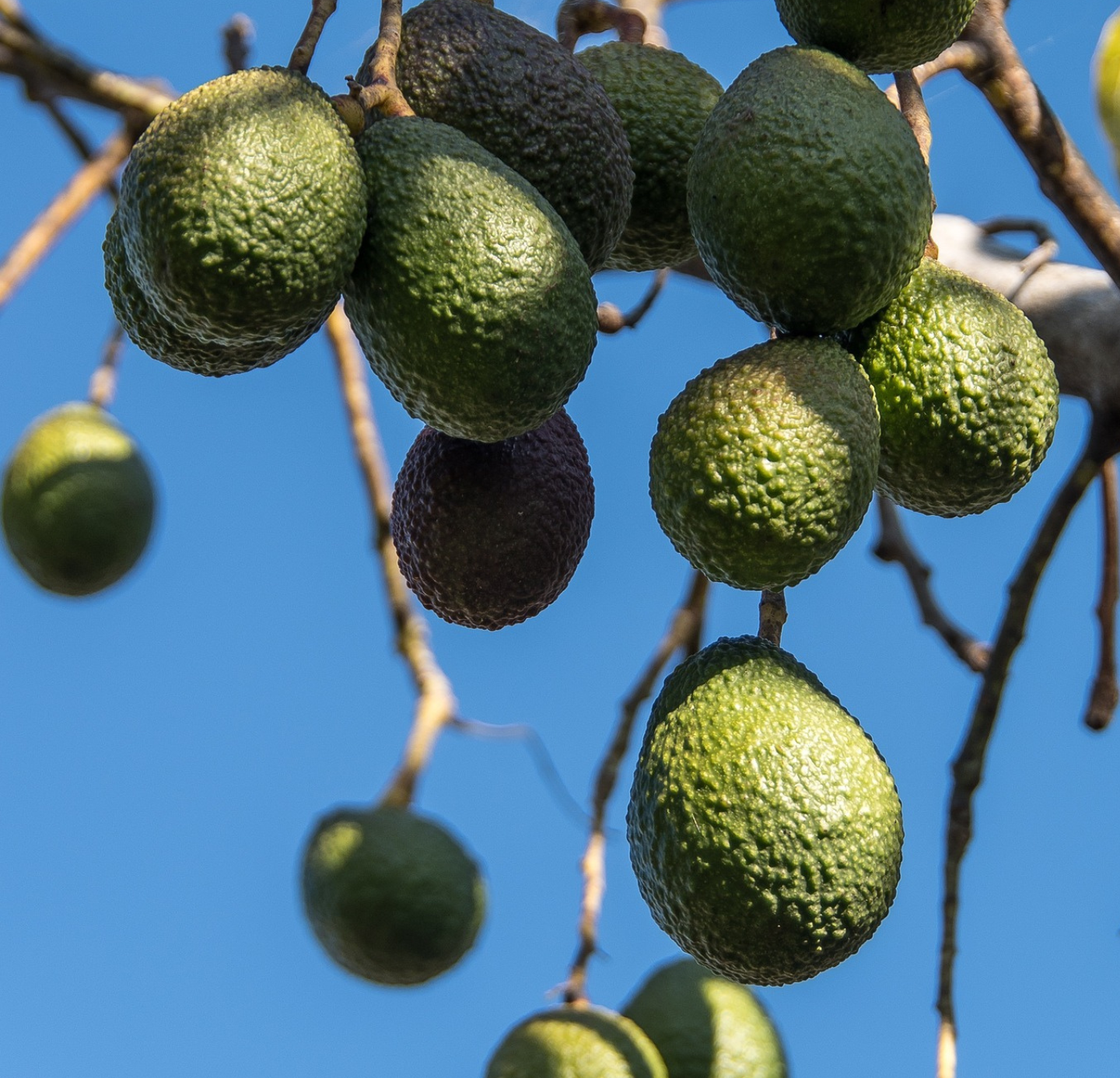 Avocado Oil