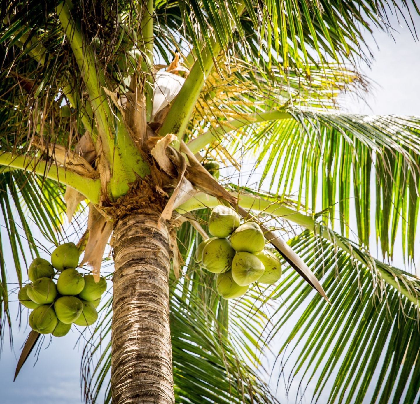 Coconut oil