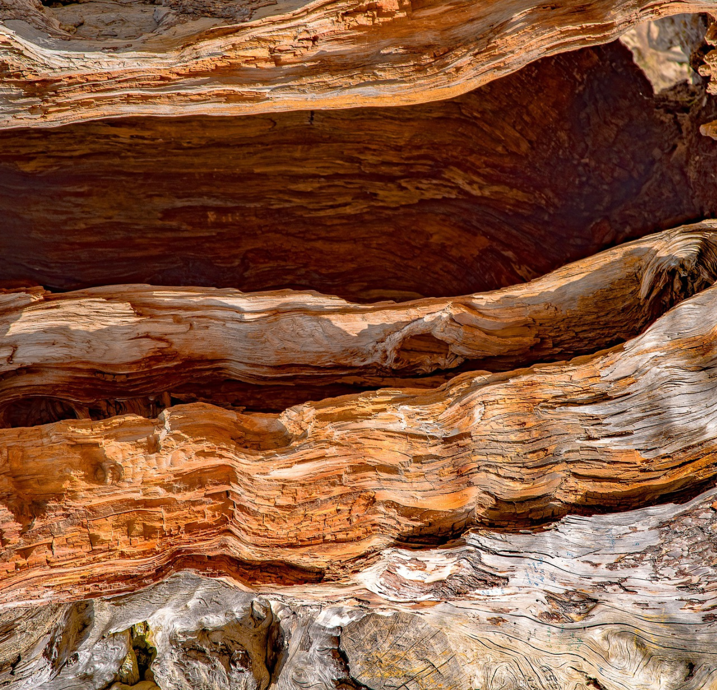 Cedar wood Oil