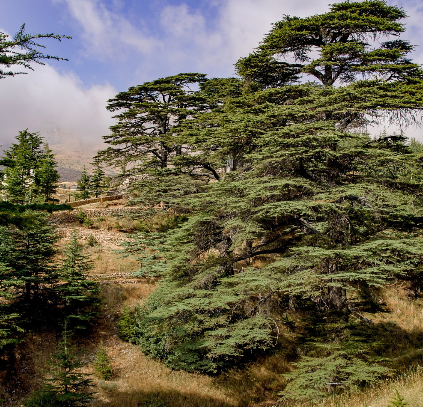 Cedar wood Oil