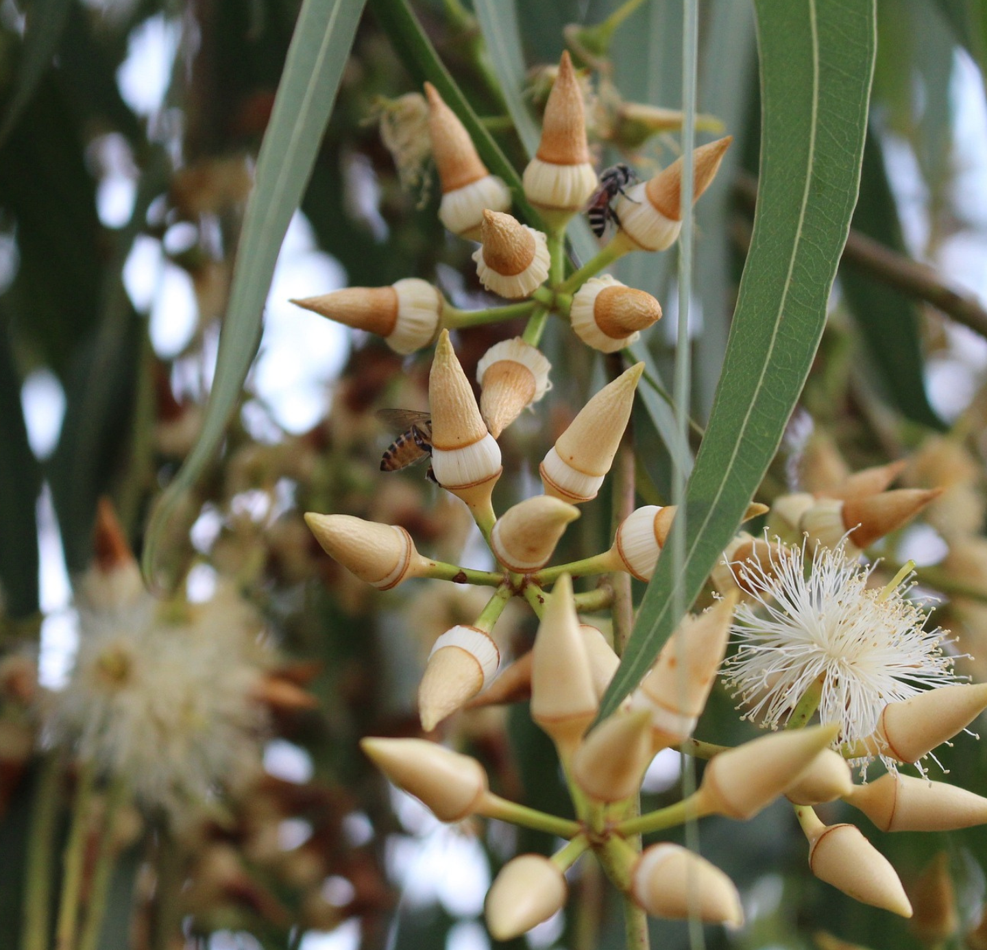 Eucalyptus Oil