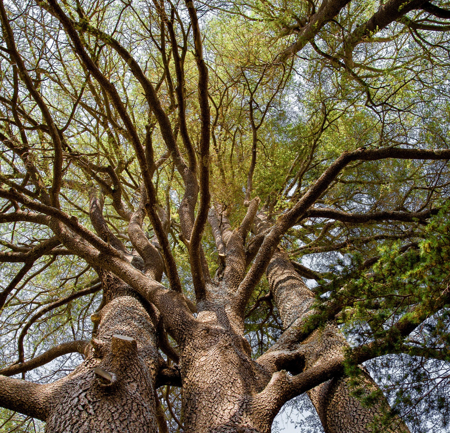 Cedar wood Oil