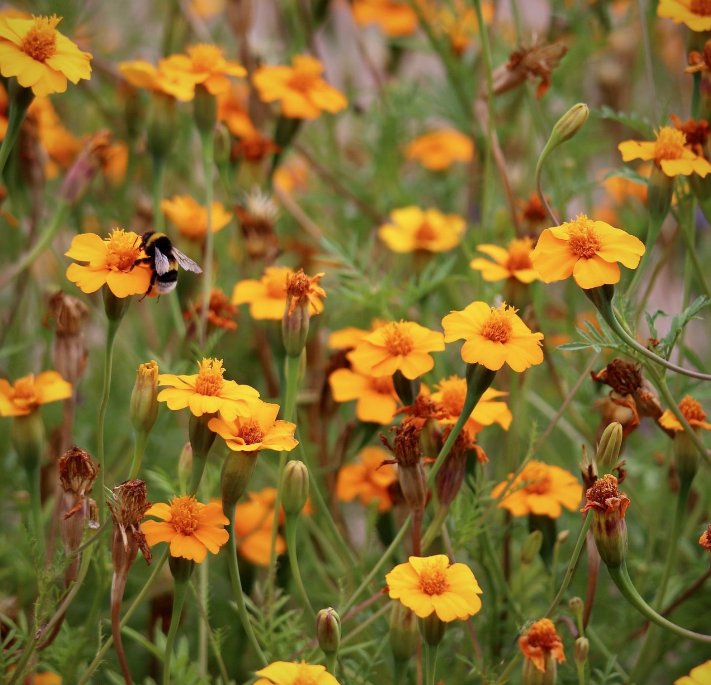 Tagetes Oil