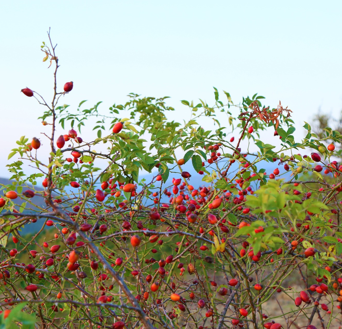 Rosehip Oil