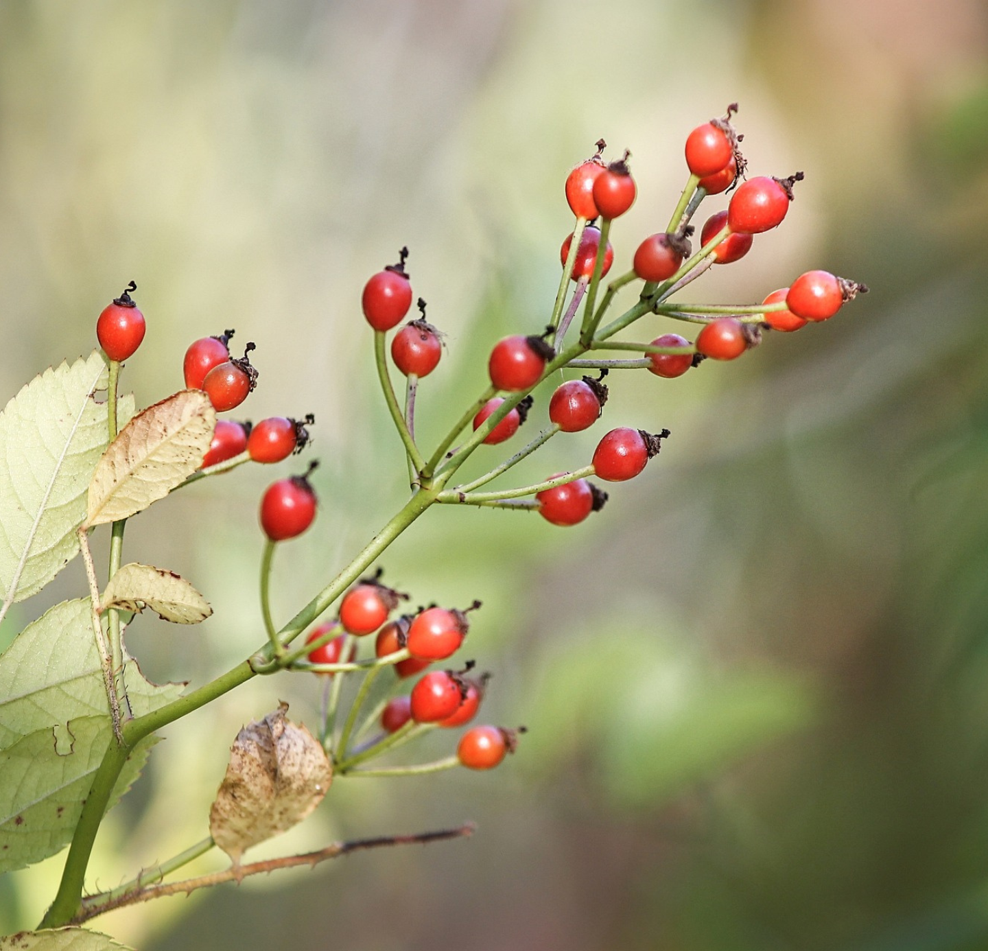 Rosehip Oil