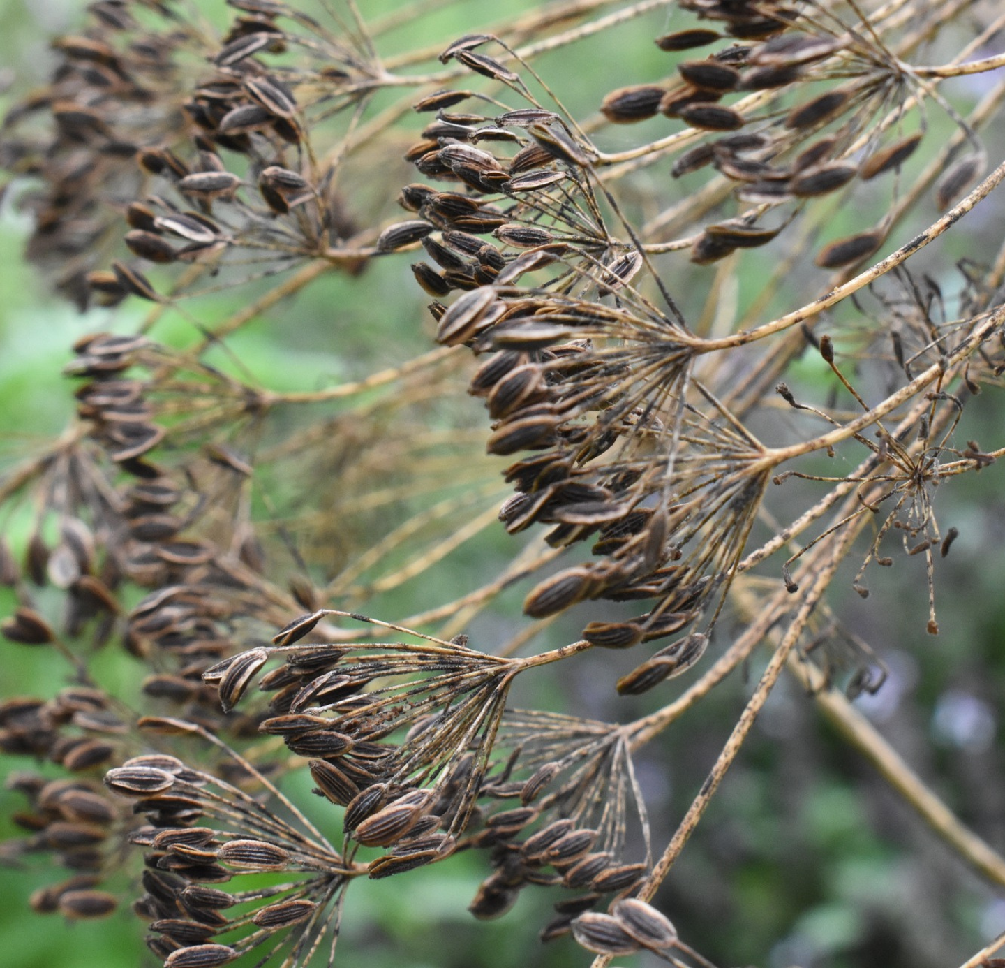 Dill Seed Oil
