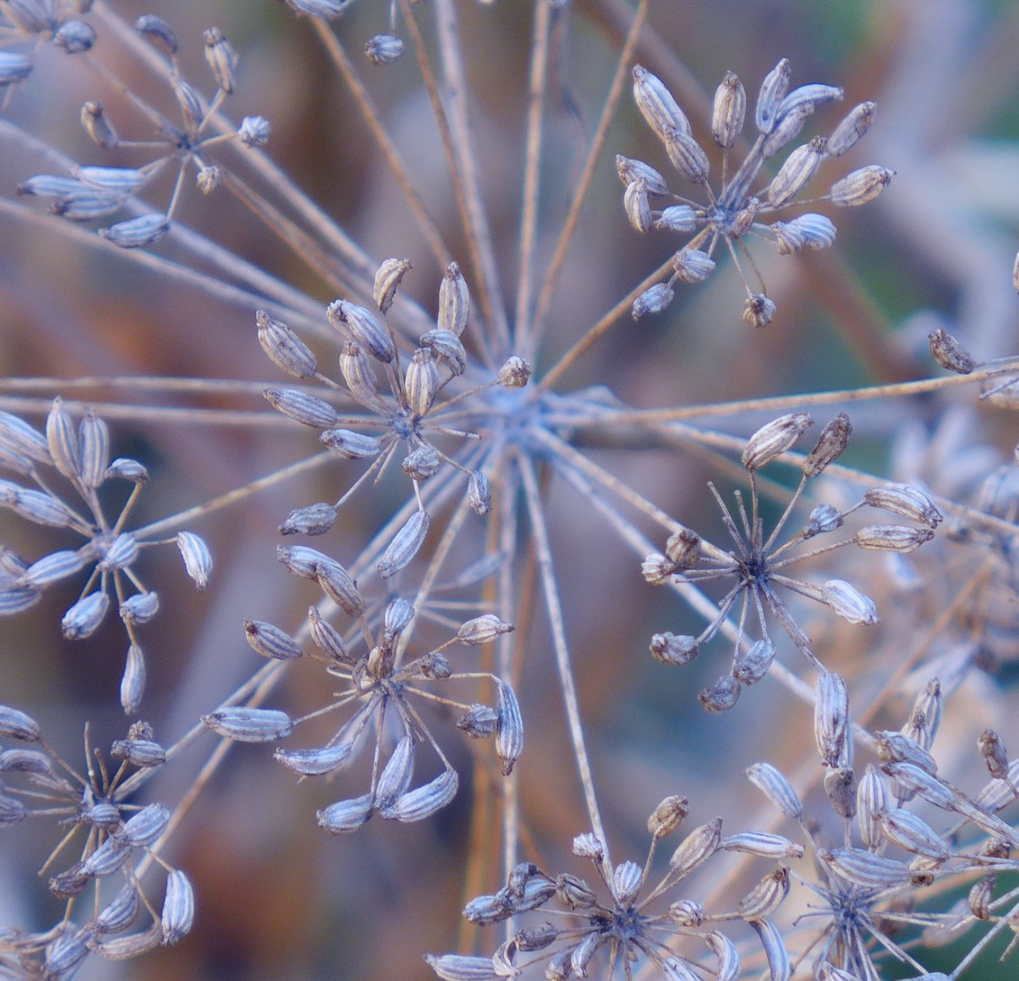 Dill Seed Oil