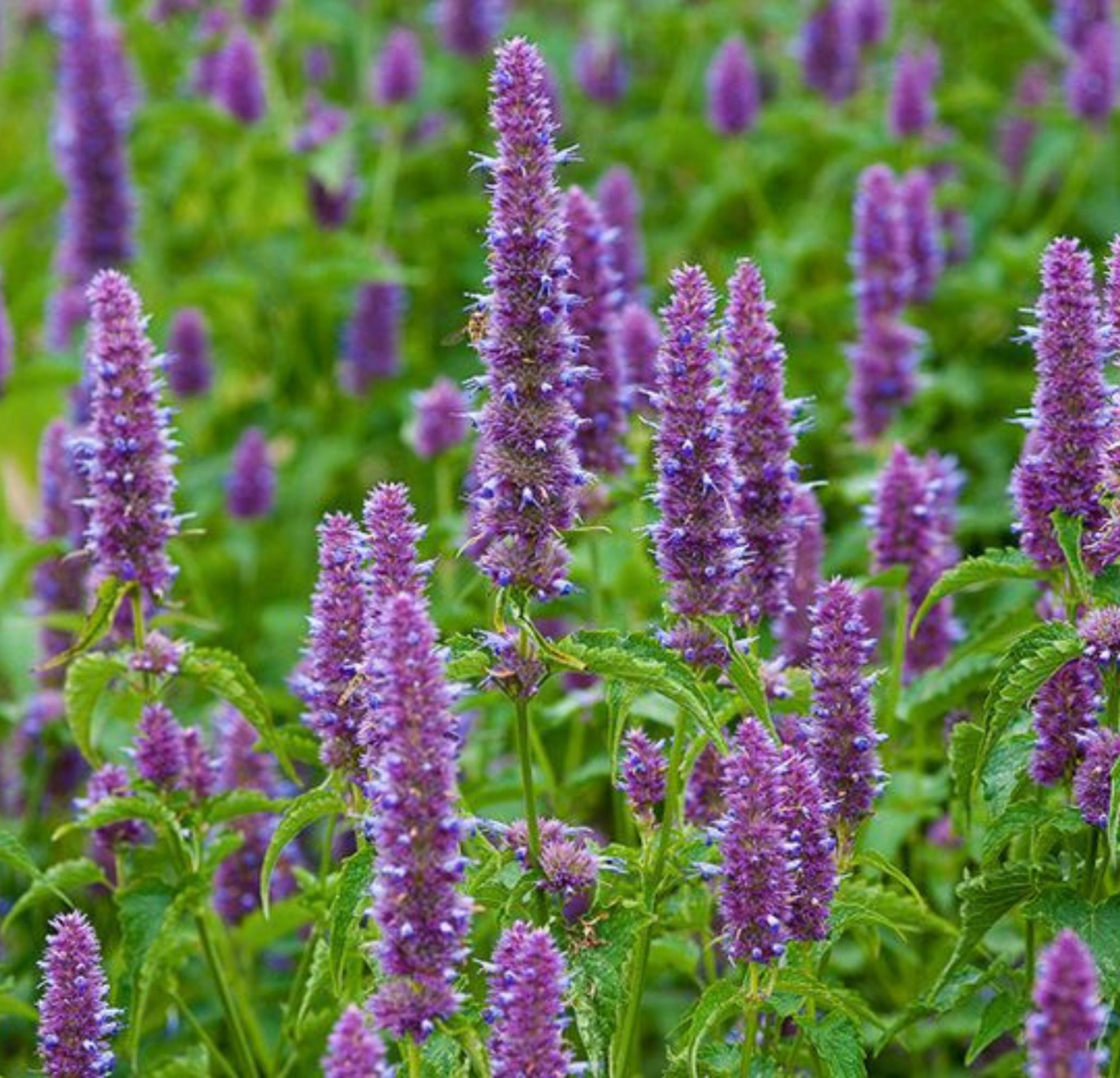 Patchouli Oil