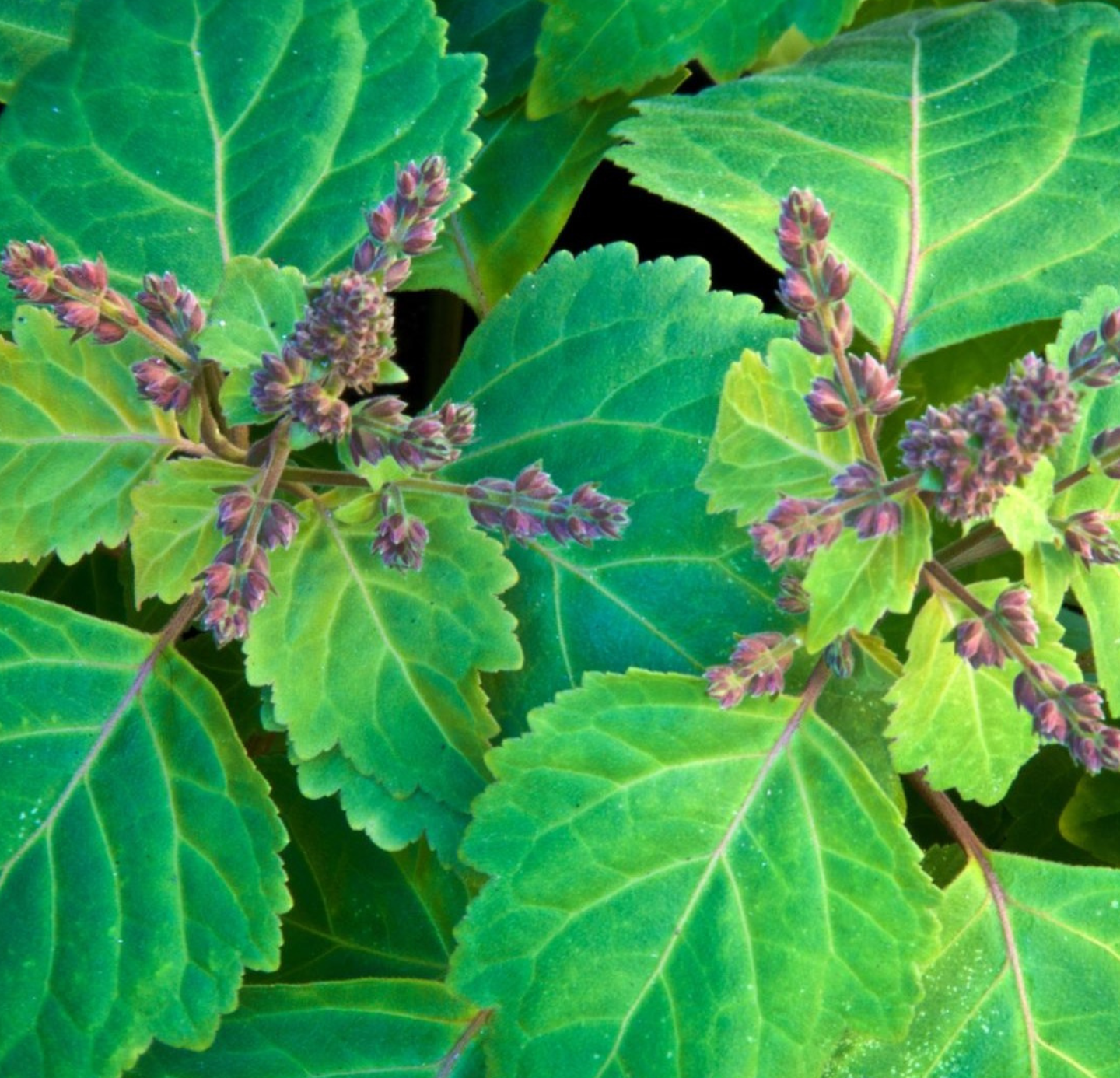 Patchouli Oil