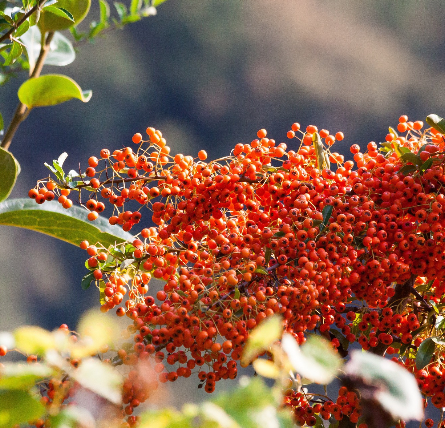 Sea Buckthorn Oil