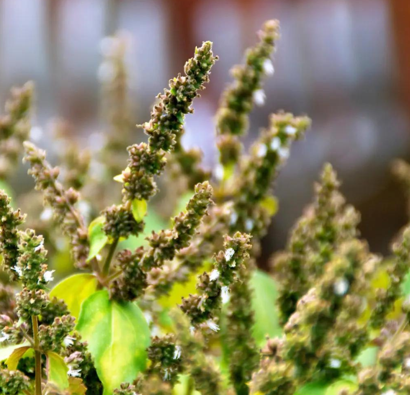 Patchouli Oil