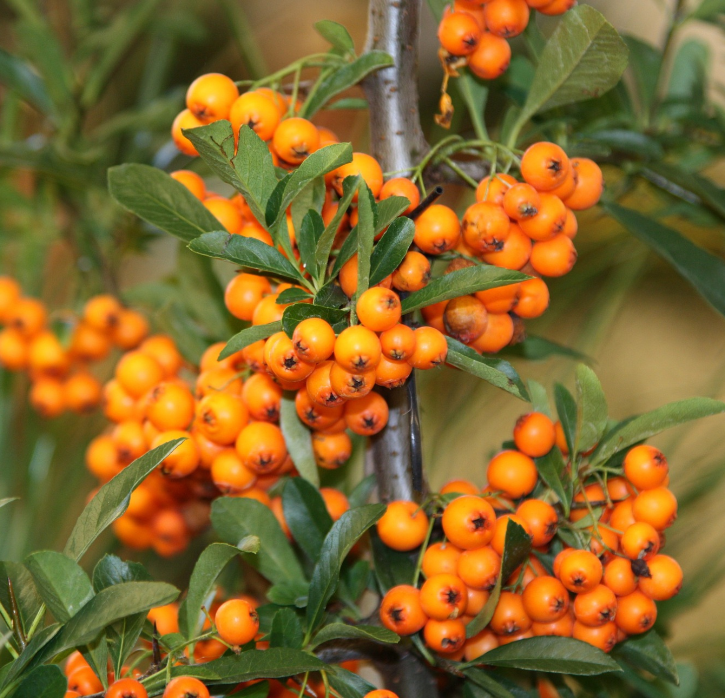 Sea Buckthorn Oil
