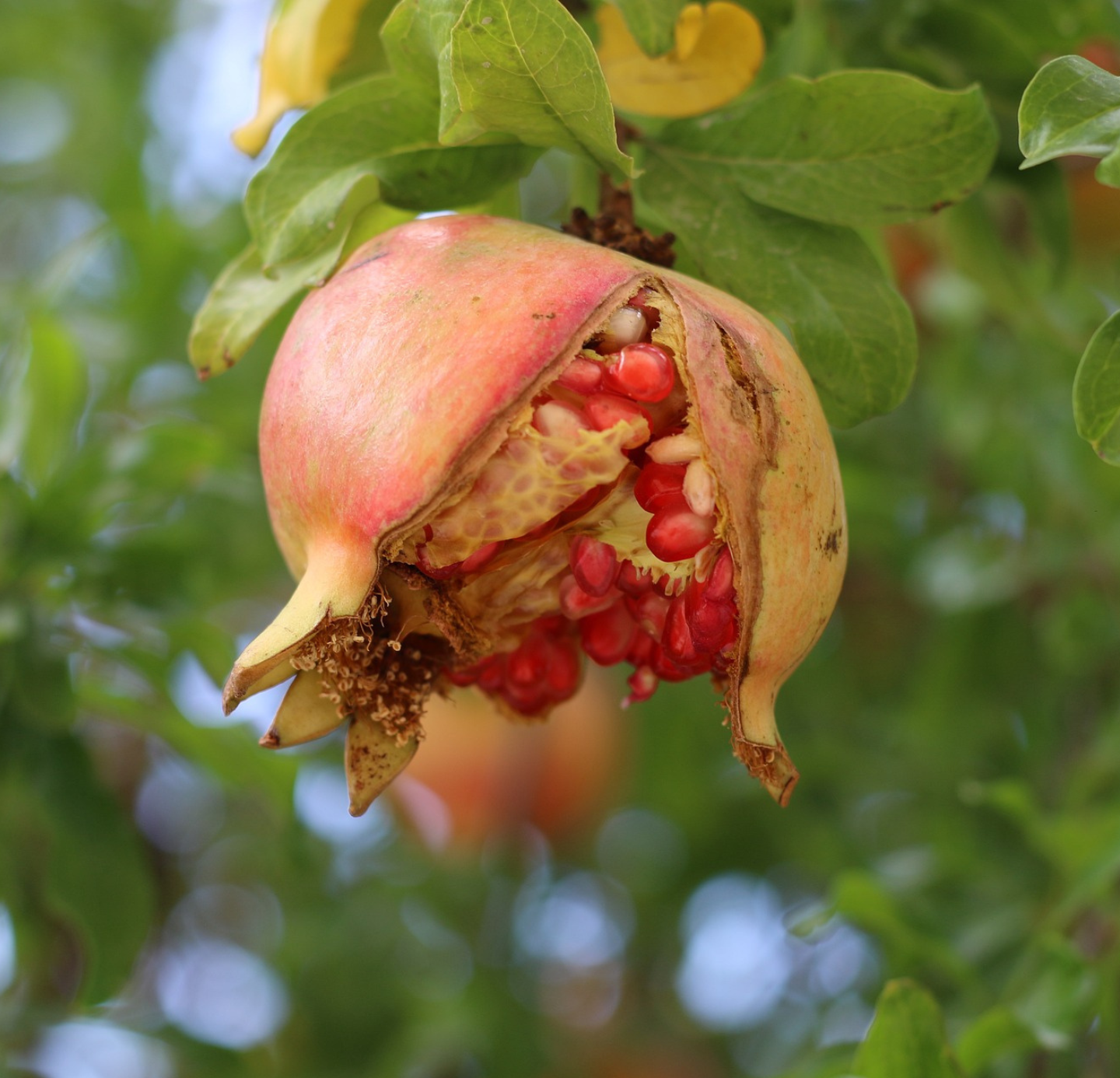 Pomegranate seed oil