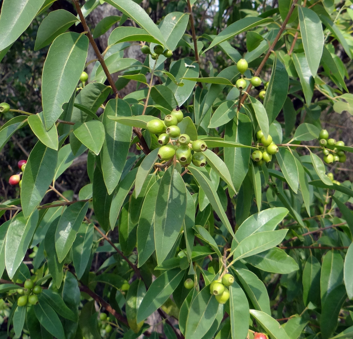 Sandalwood Oil