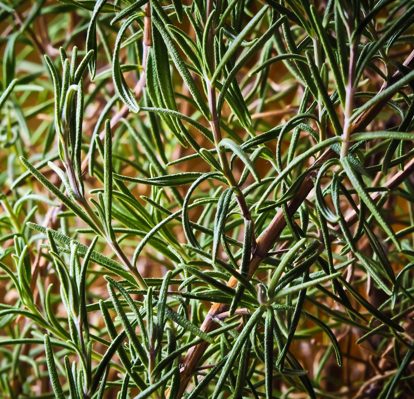 Rosemary oil: Enhance your beauty routine