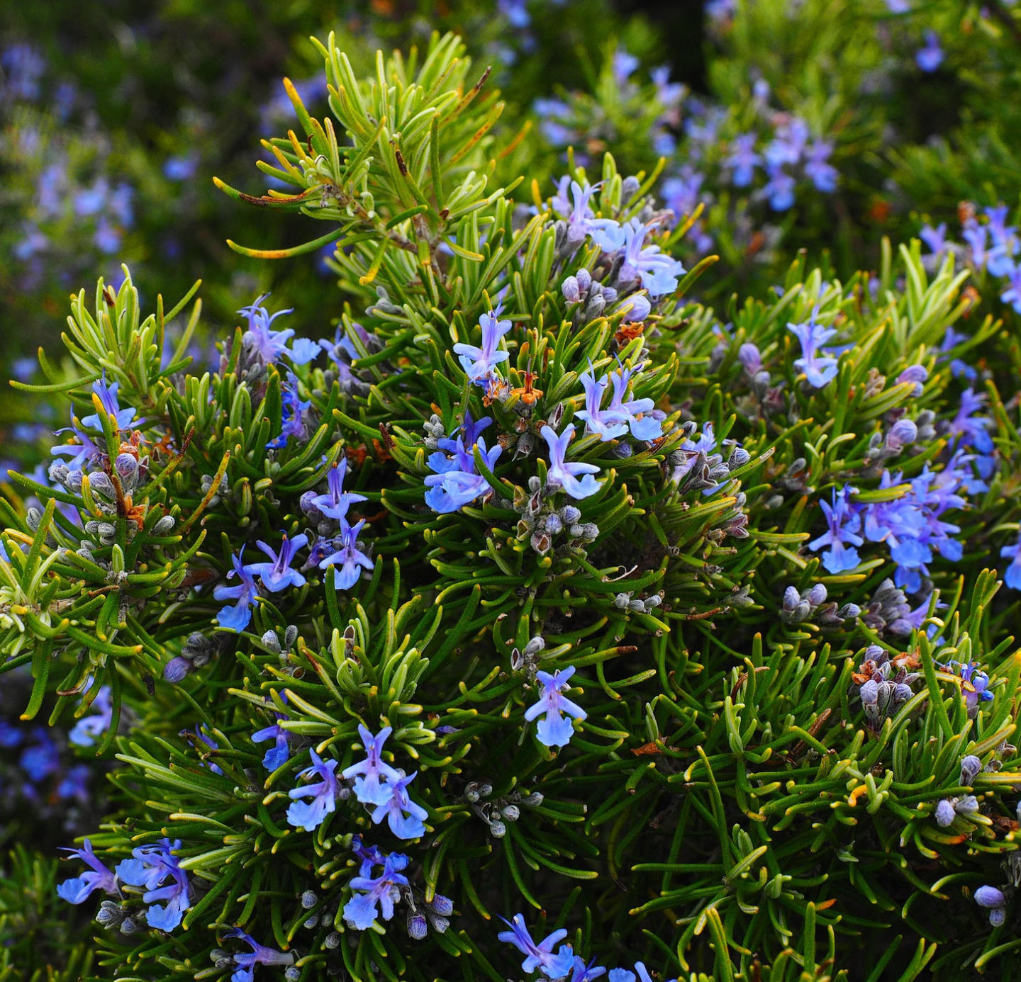 Rosemary oil: Enhance your beauty routine