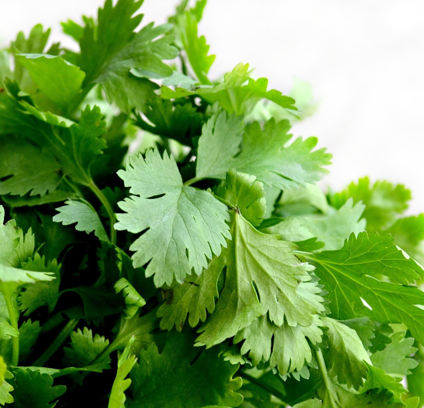 Coriander Oleoresins