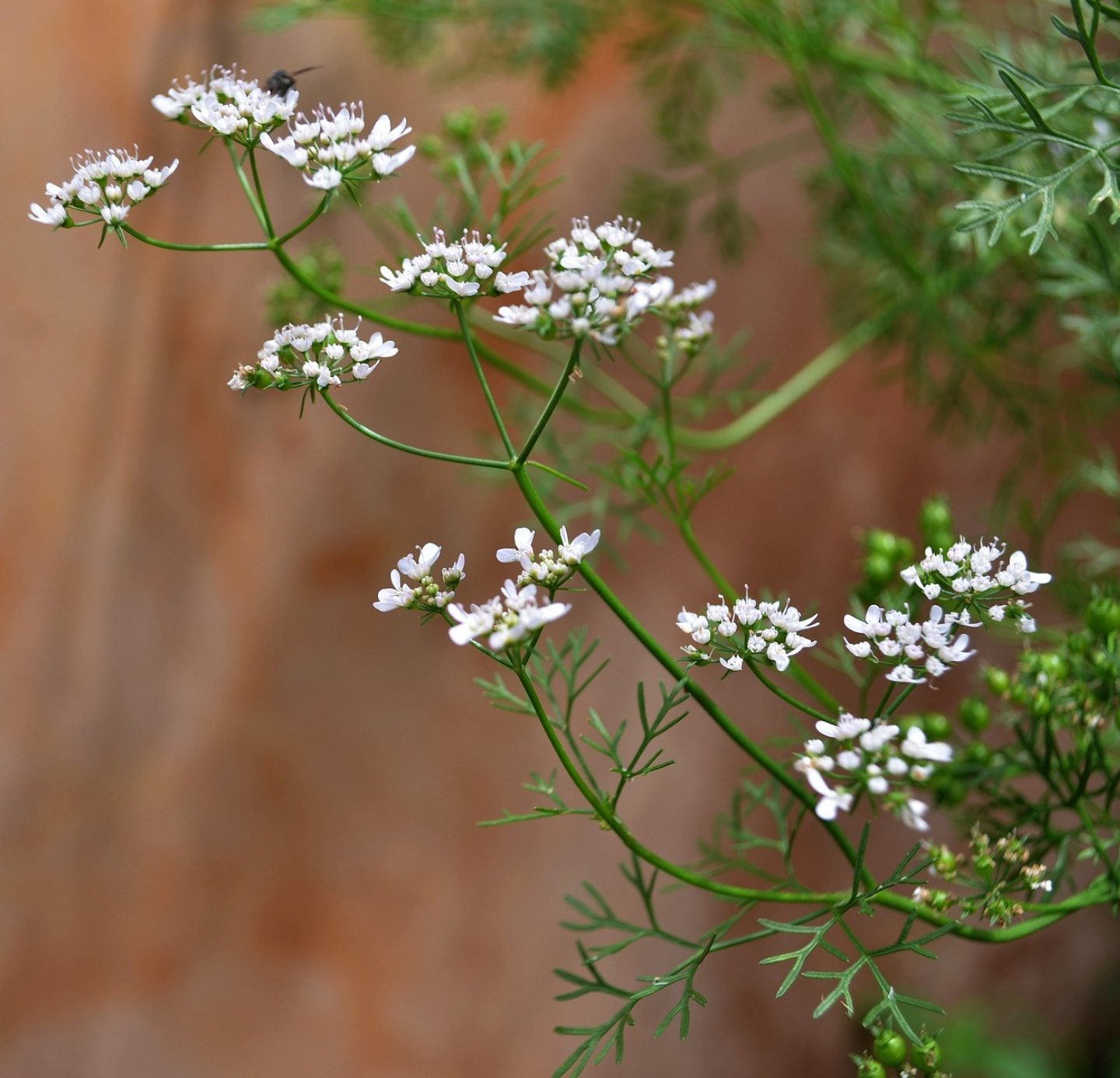 Coriander Oleoresins