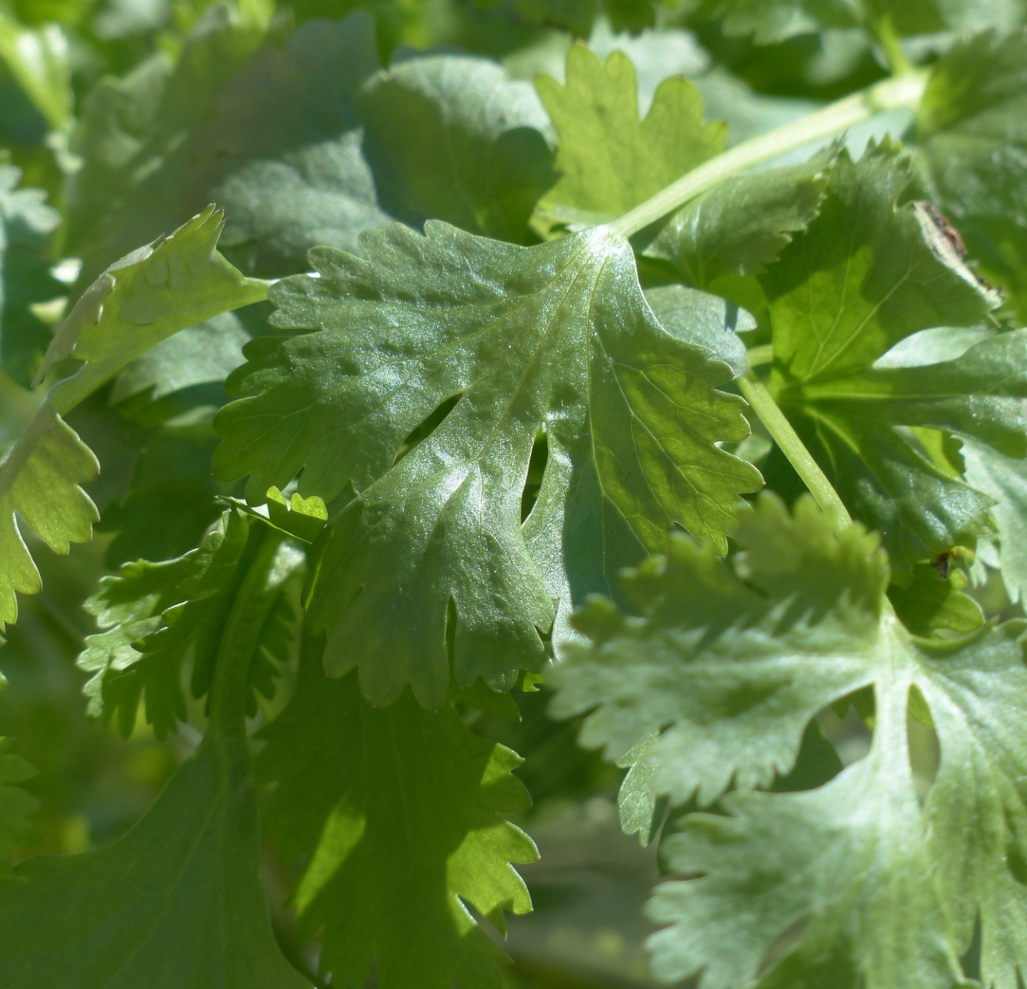 Coriander Oleoresins
