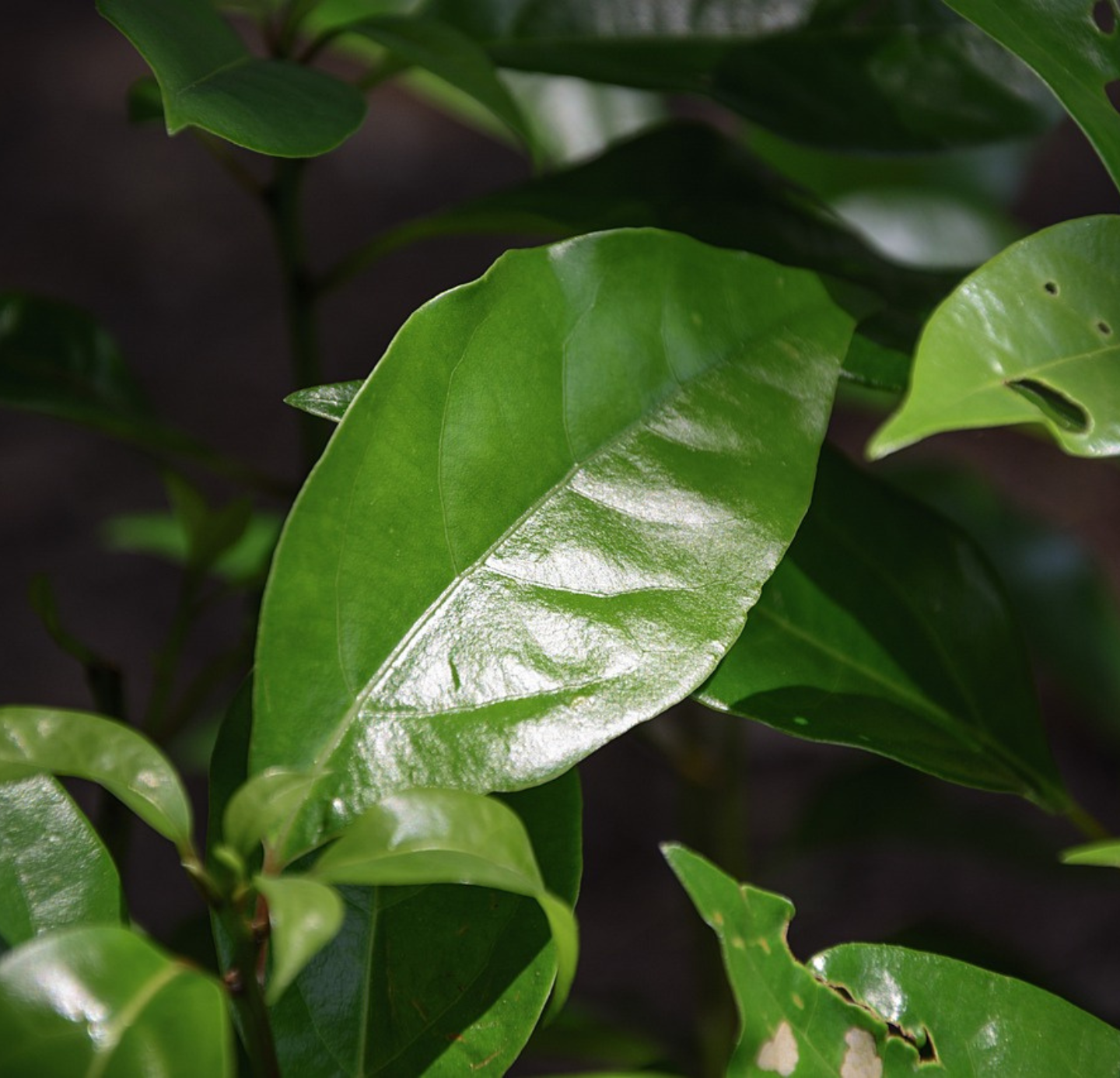 Camphor Oil