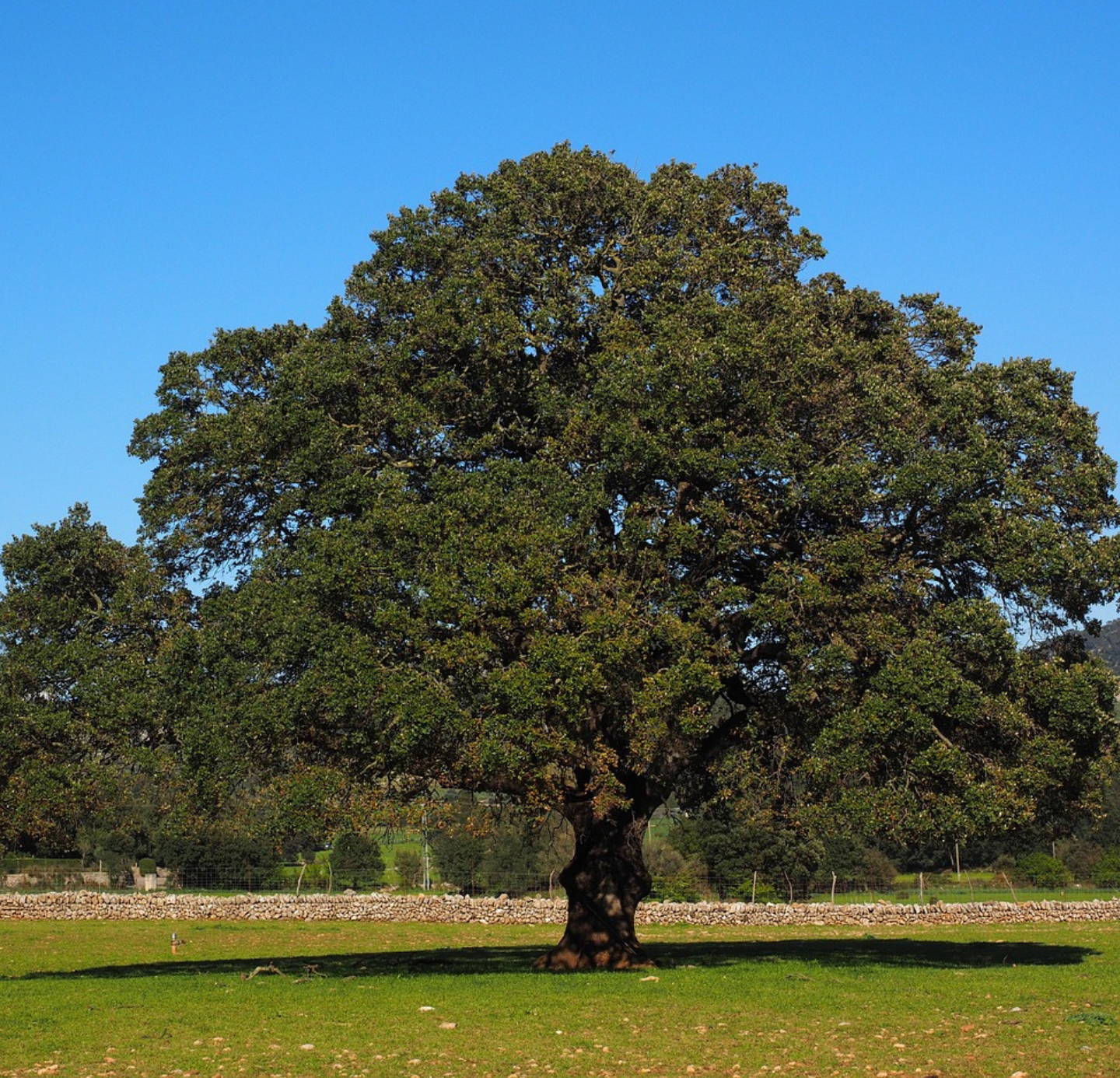 Camphor Oil