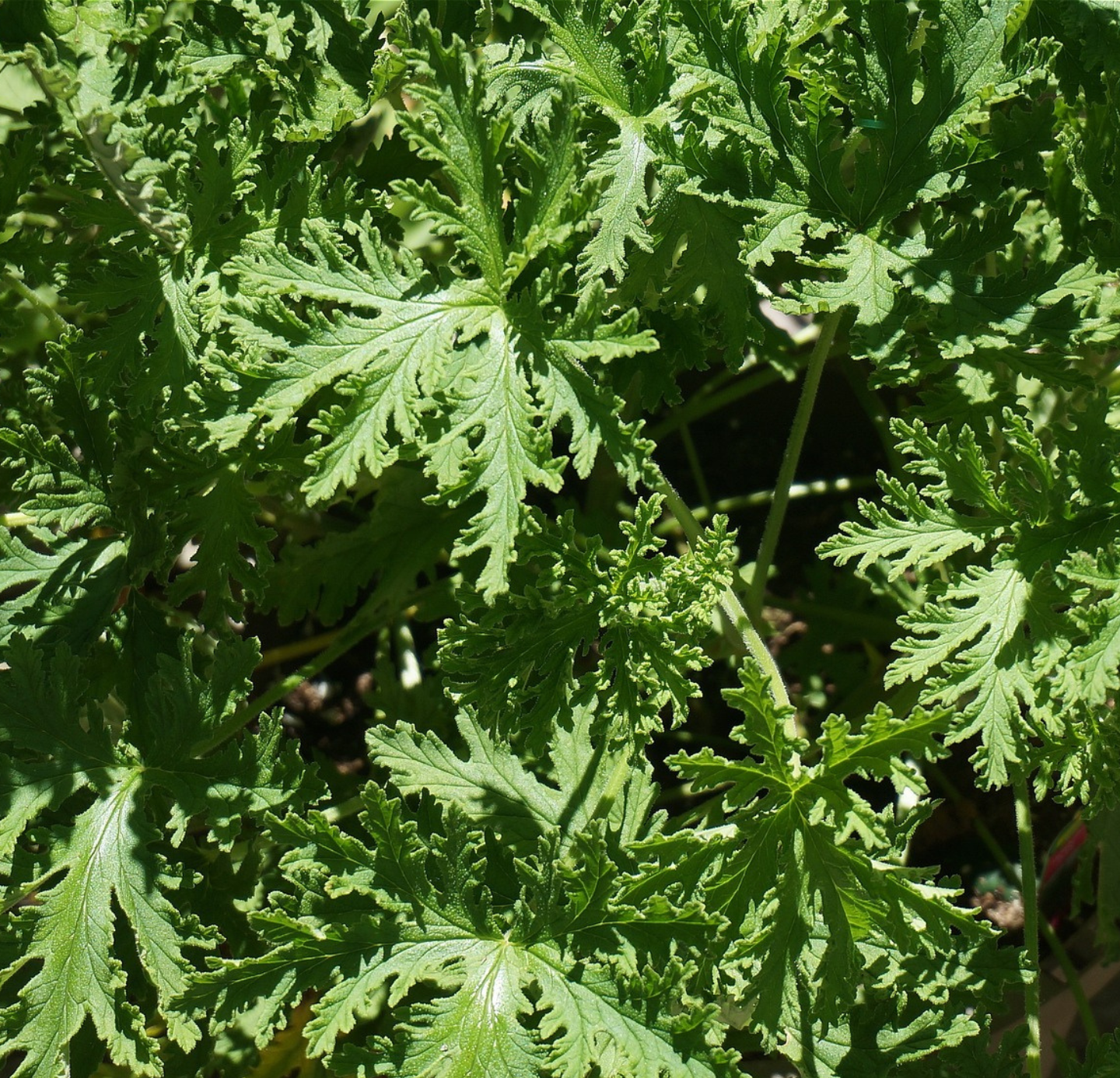 Citronella Oil