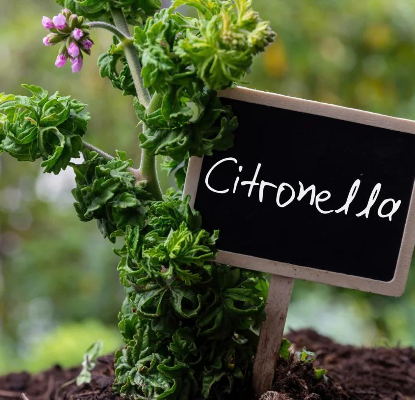 Citronella Oil