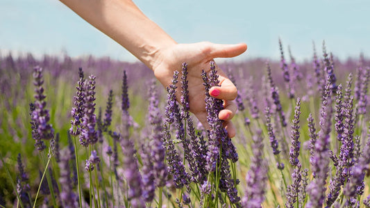 Exploring the Healing Properties of Lavender  Essential Oil