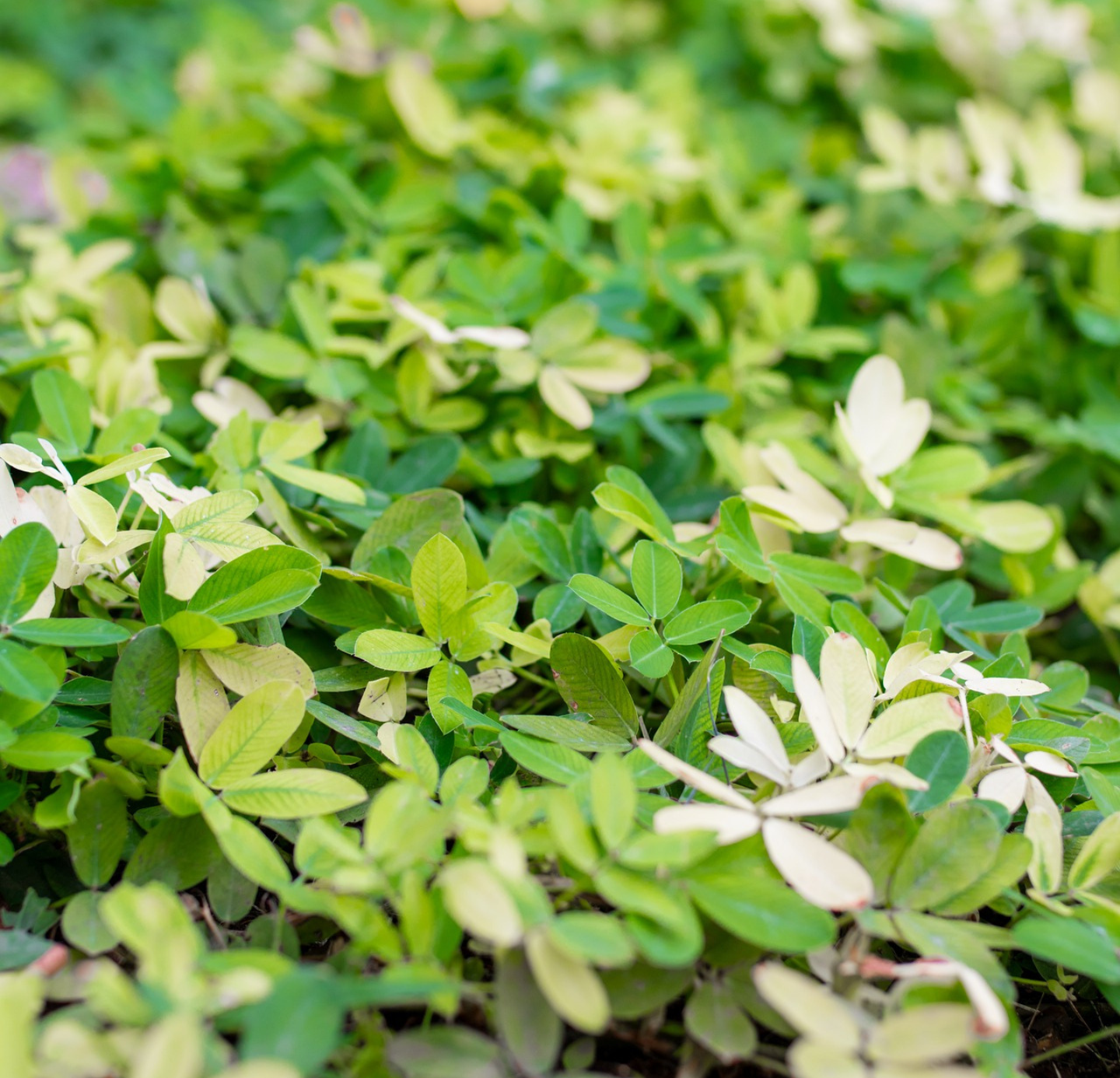 Arachis Oil