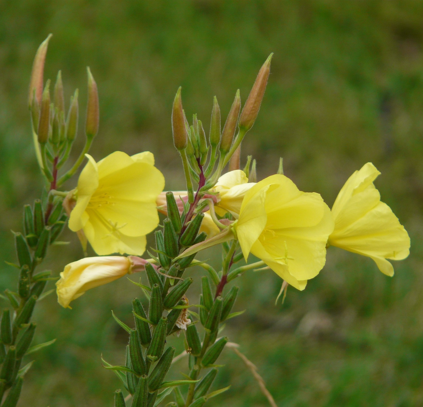 Evening Primrose Oil