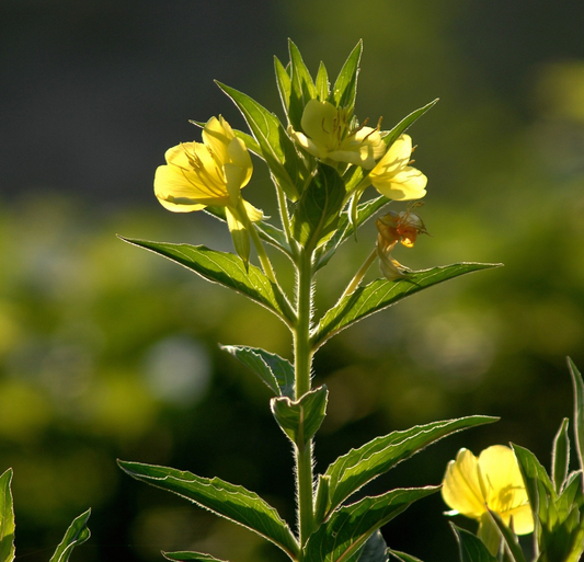 Evening Primrose Oil