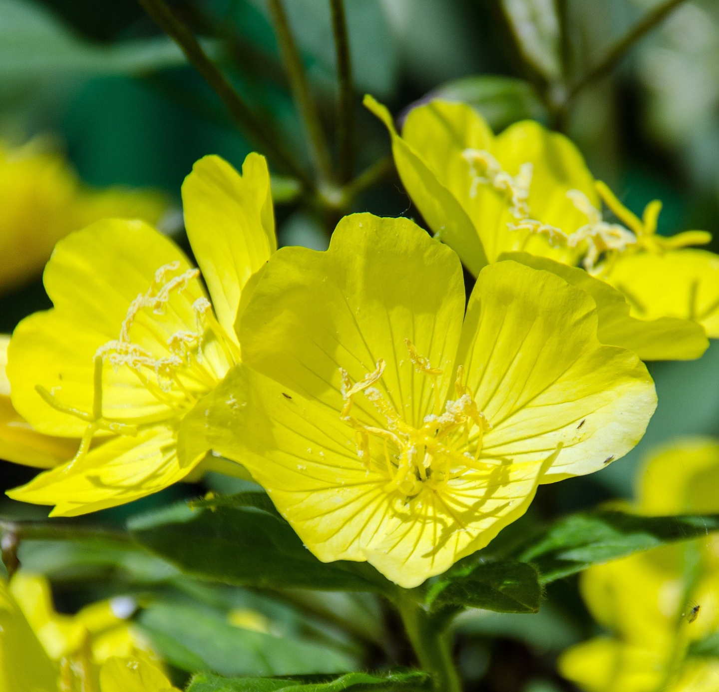 Evening Primrose Oil