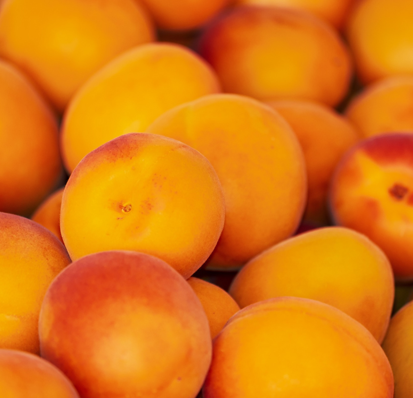 Apricot Oil