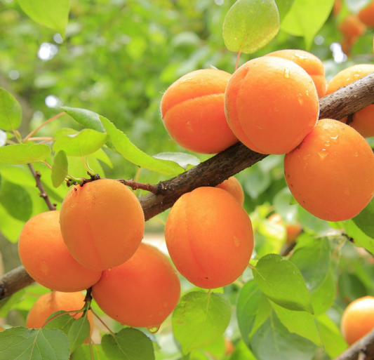 Apricot Oil