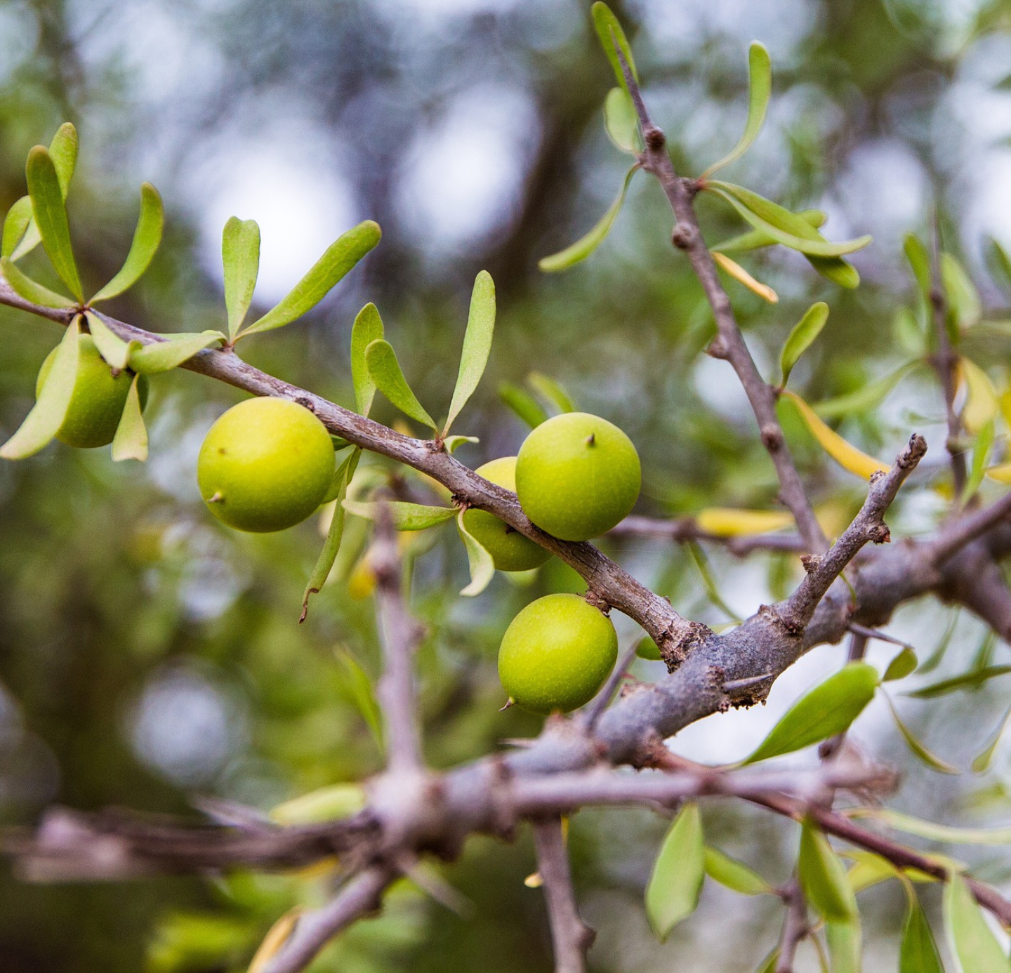 Argan Oil