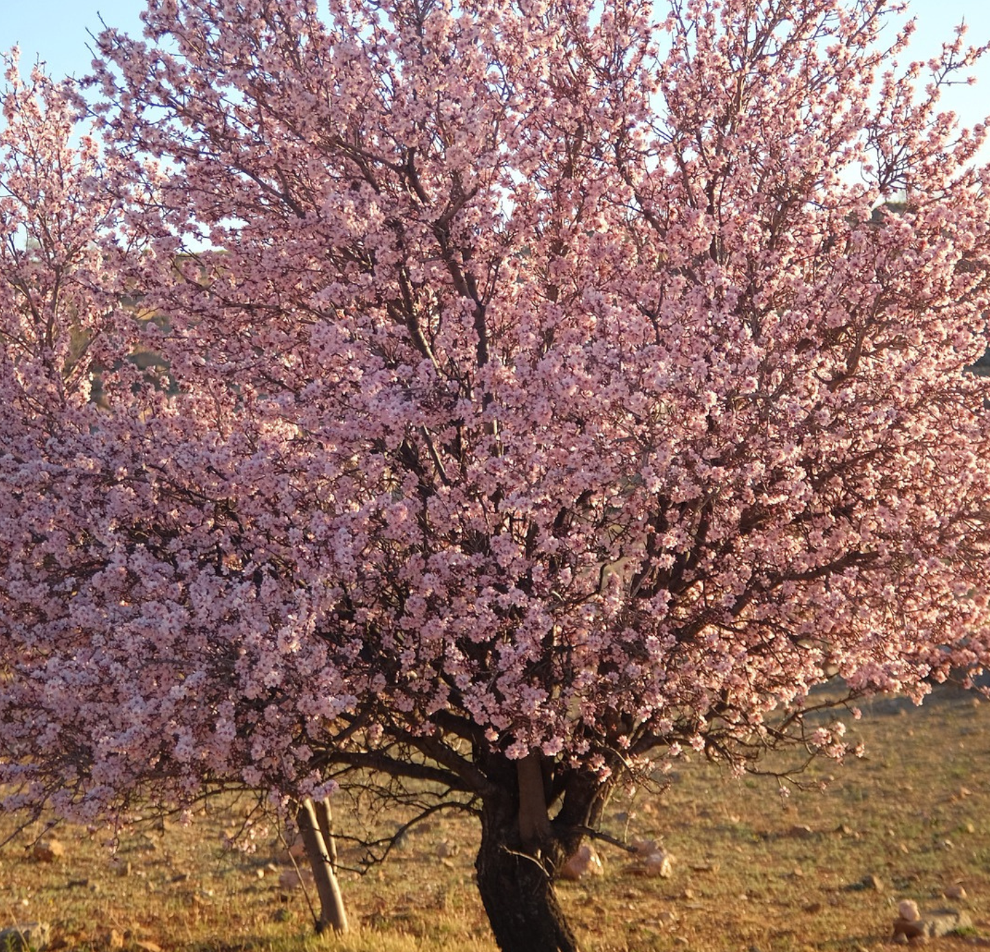 Argan Oil