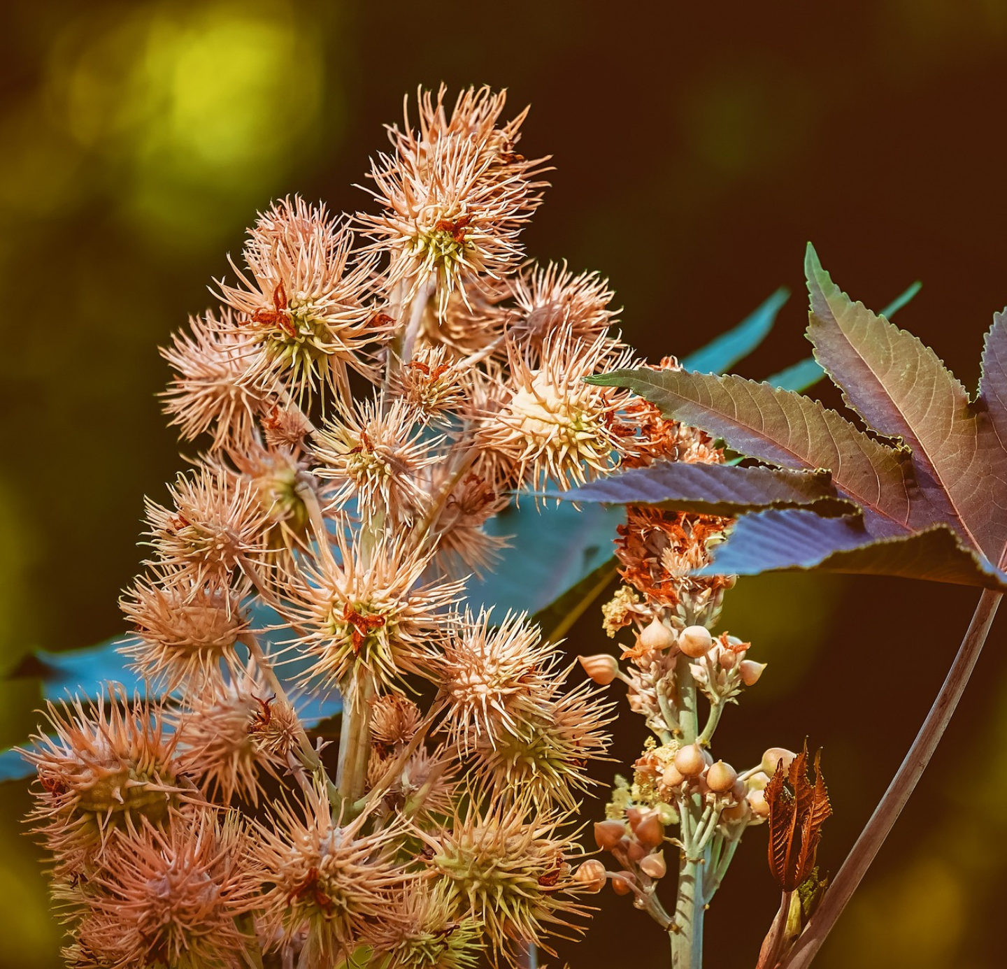 Castor Oil