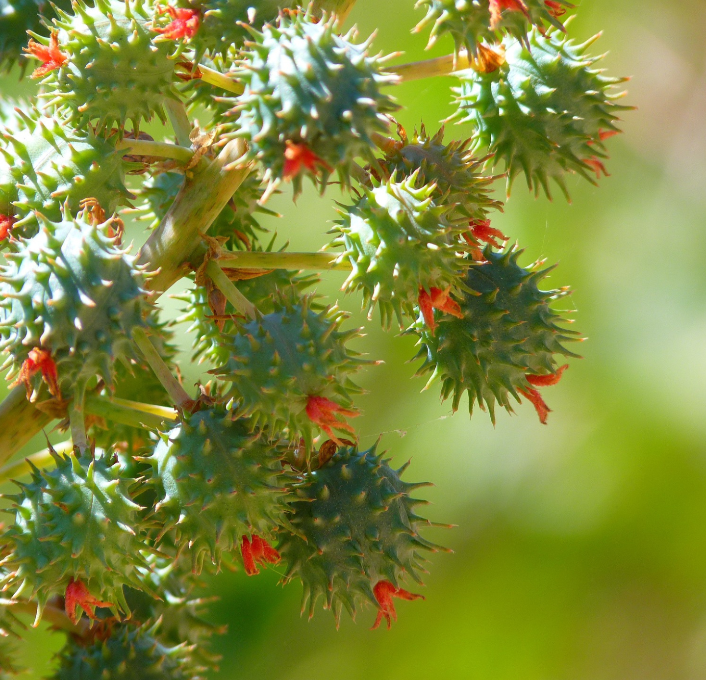 Castor Oil