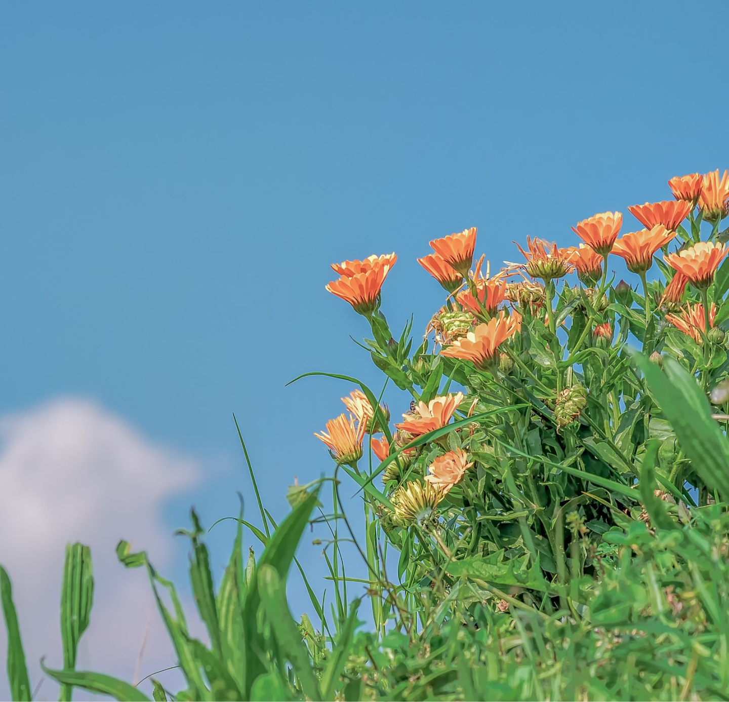 Calendula Oil