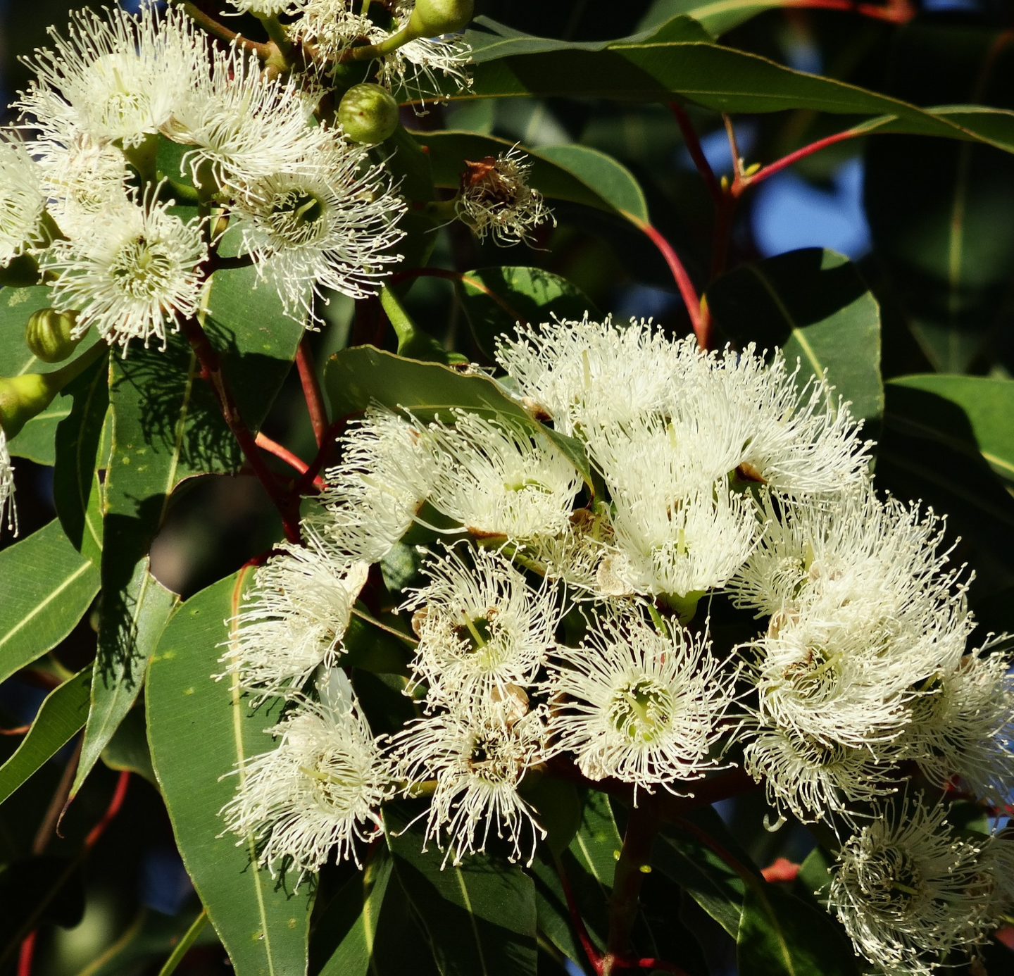 Eucalyptus Oil