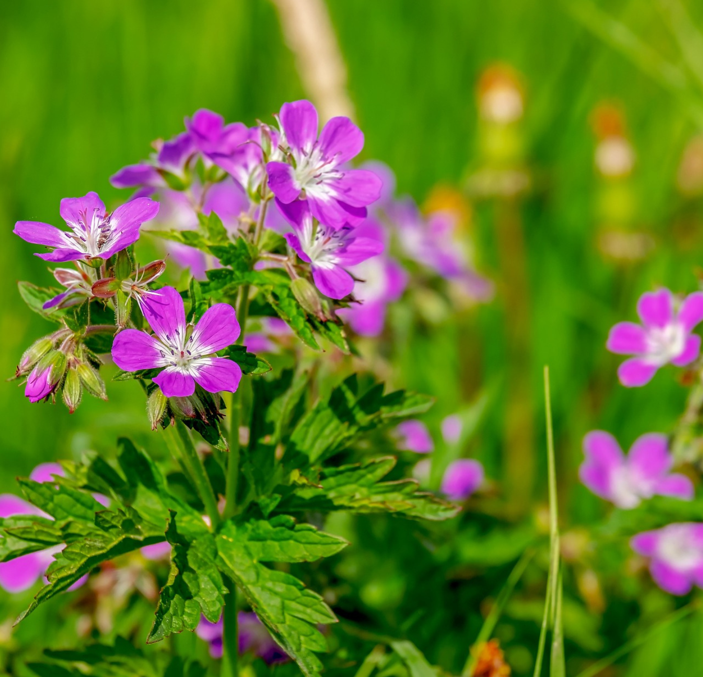 Geranium Oil