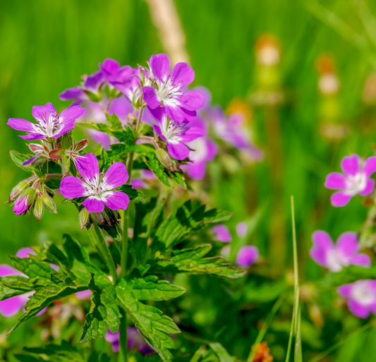 Geranium Oil