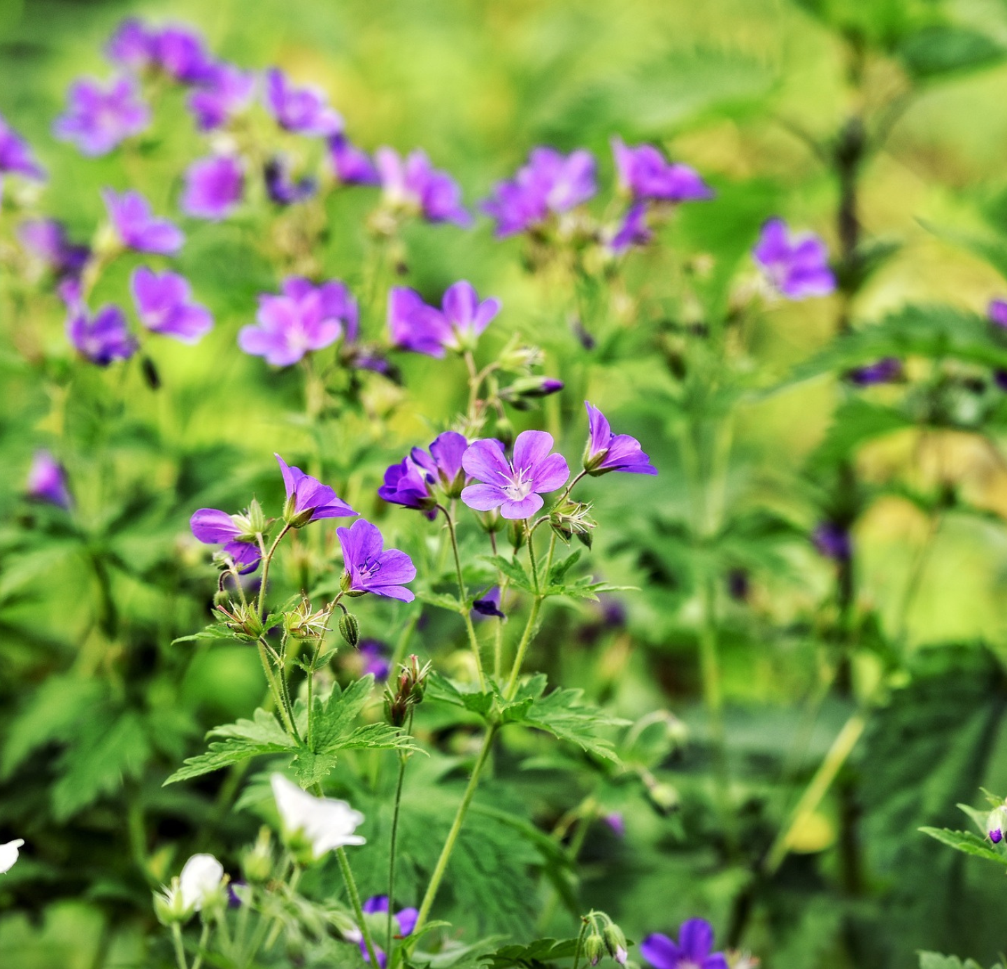 Geranium Oil