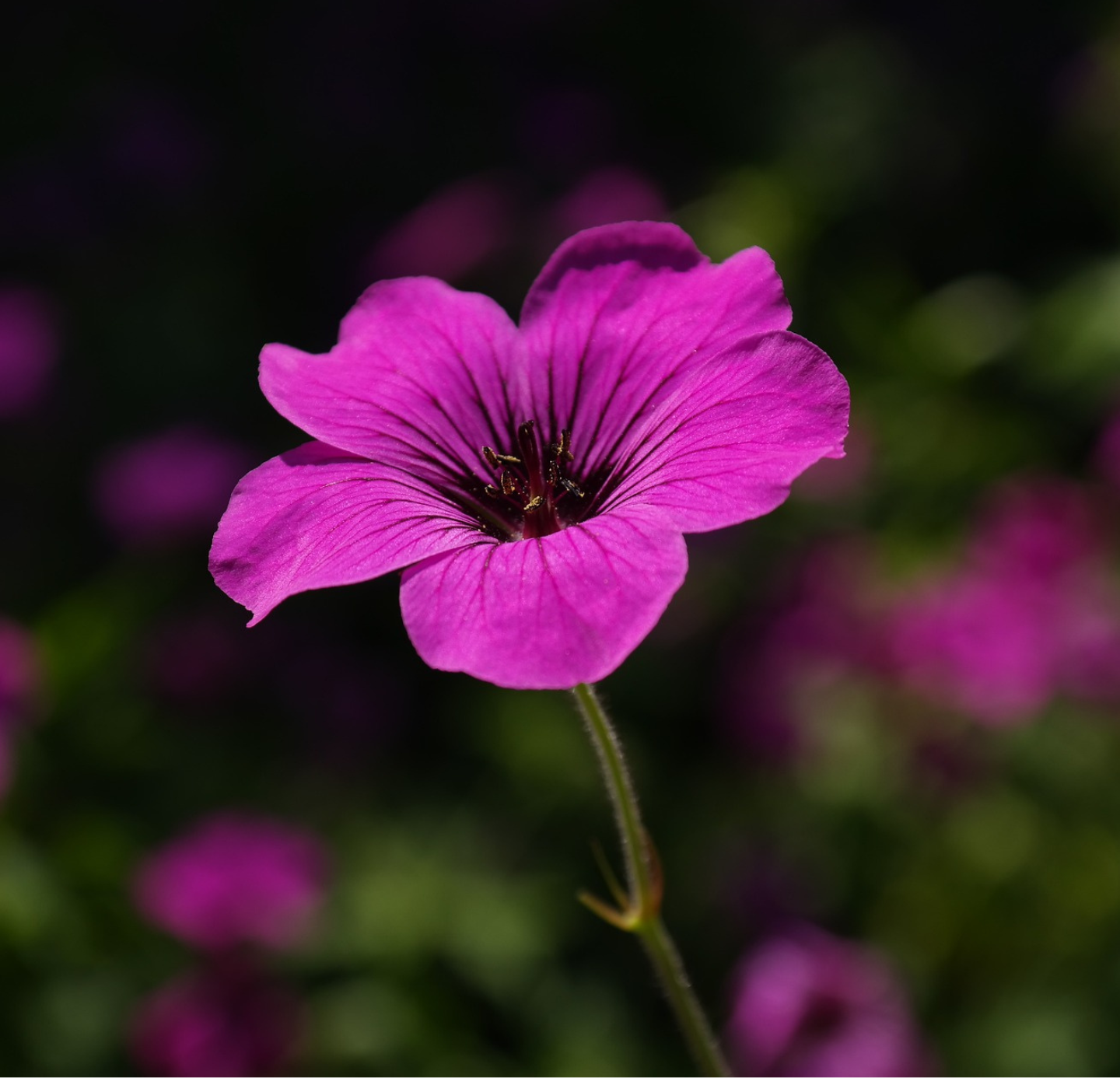 Geranium Oil