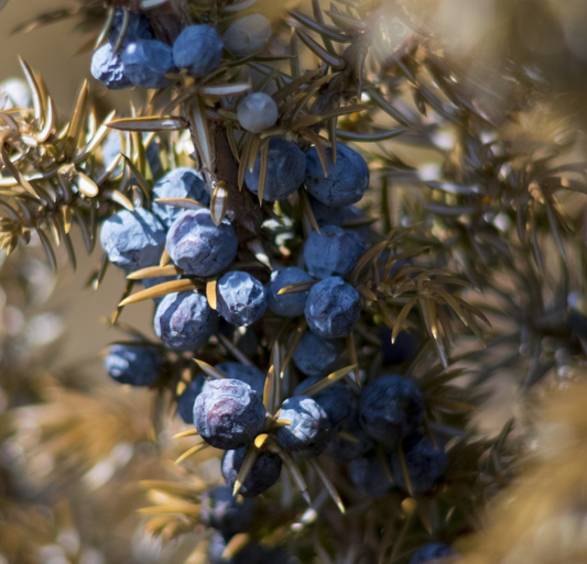 Juniper Berry Oil