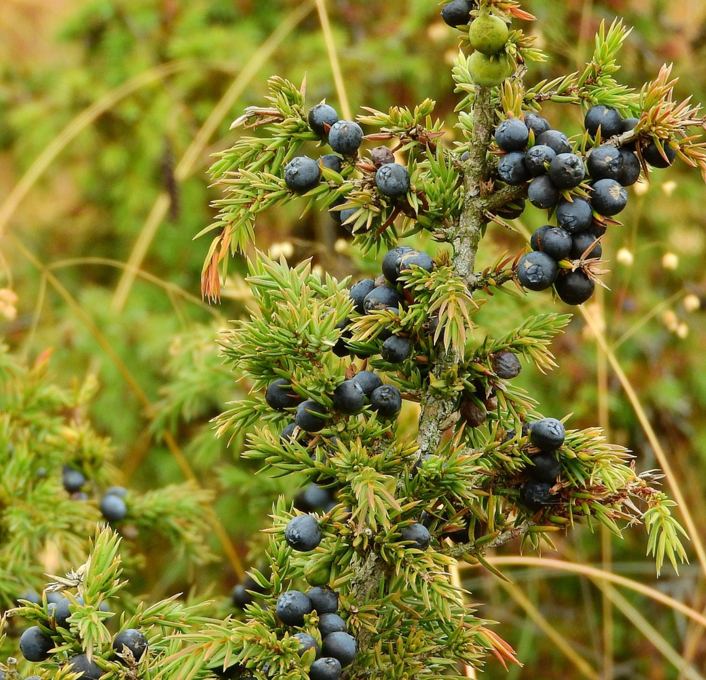 Juniper Berry Oil