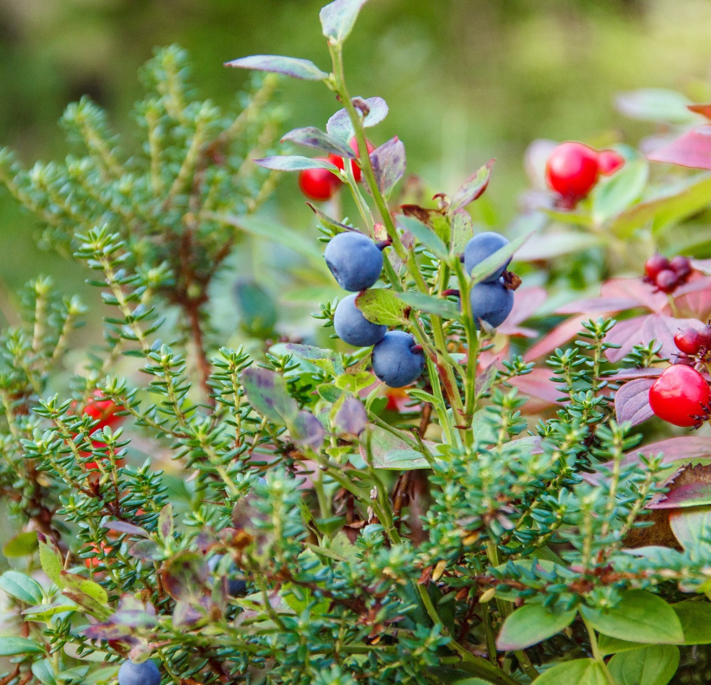 Juniper Berry Oil