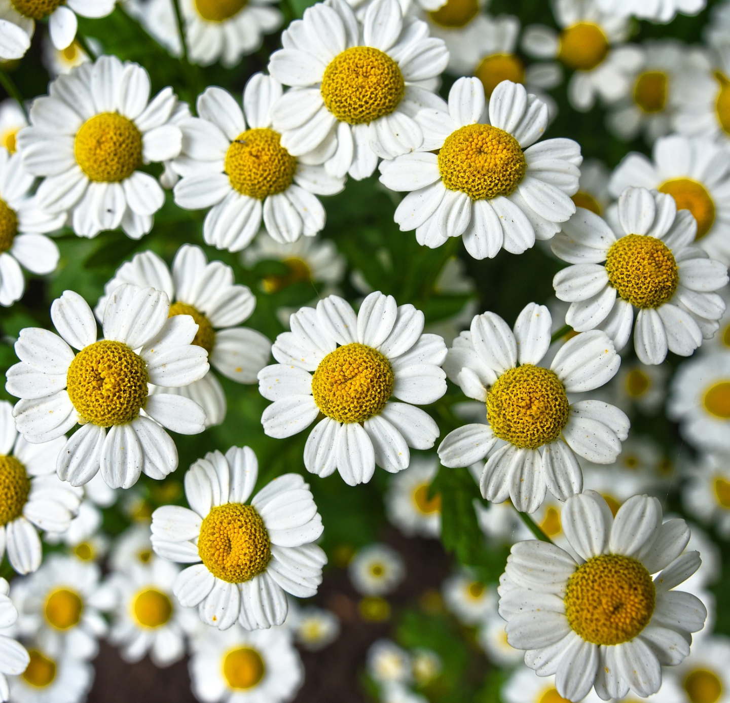 Chamomile Oil