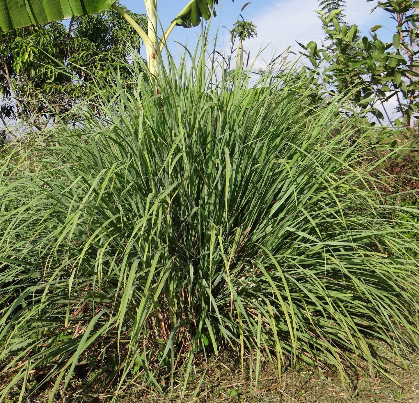 Lemon Grass Oil