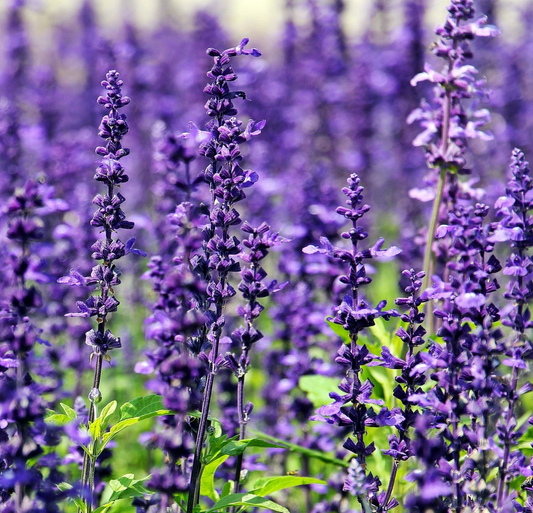 Lavender oil: The perfect relaxation and wellness companion